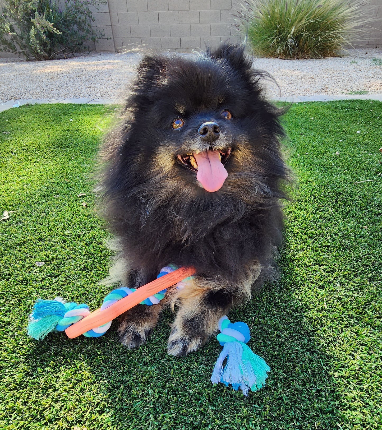 Rubber Bone Dog Chew Toy with Tug Rope -- Great for Active Dogs